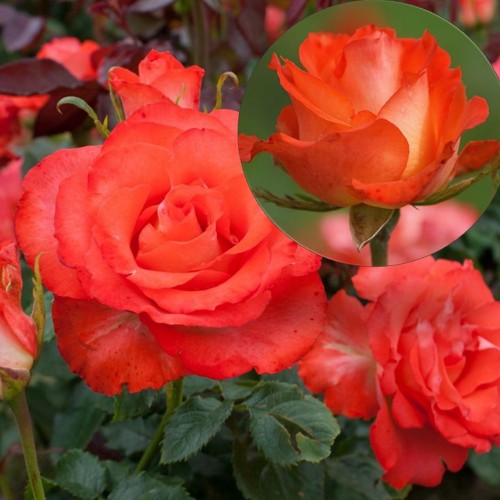 Rosa 'Marieken' - Roos 'Marieken' C4/4L